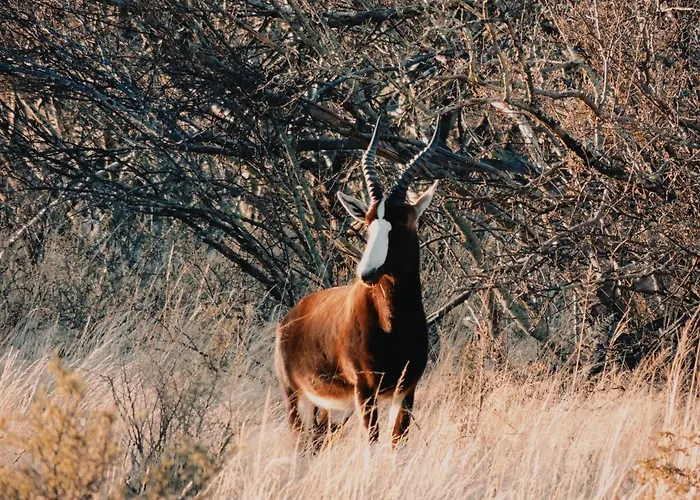 Kudu Haven