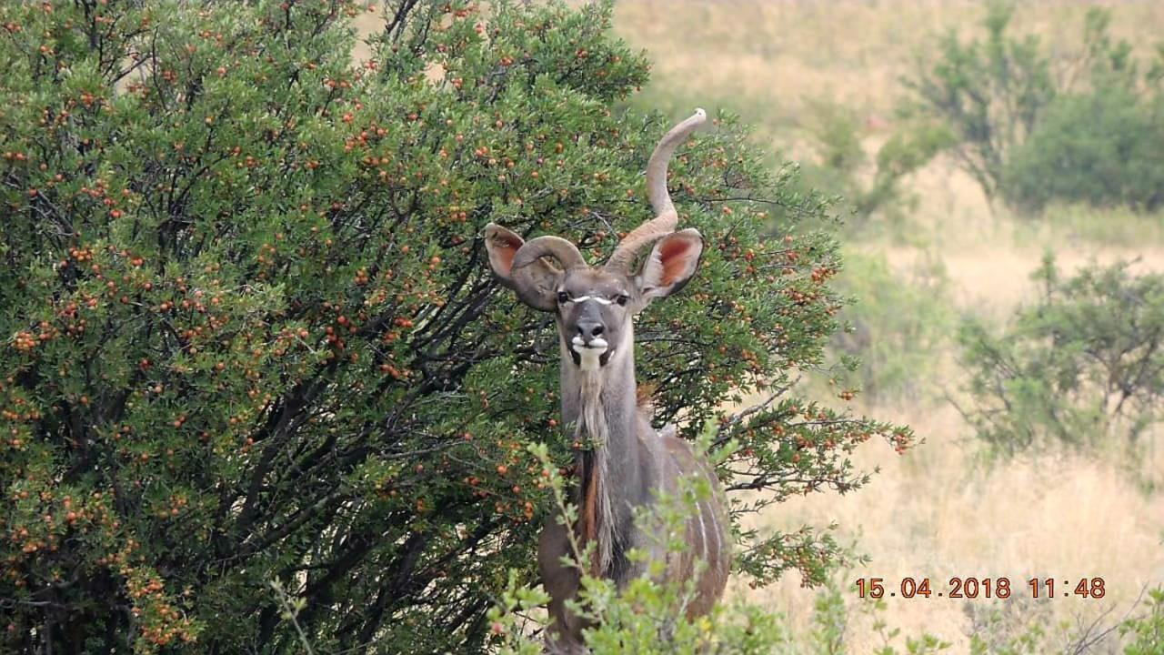 Kudu Haven * Middelburg (Eastern Cape)